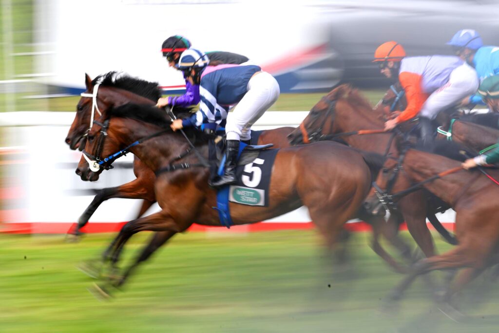 Rennen vor der Tribüne auf der Galopprennbahn Mülheim Raffelberg