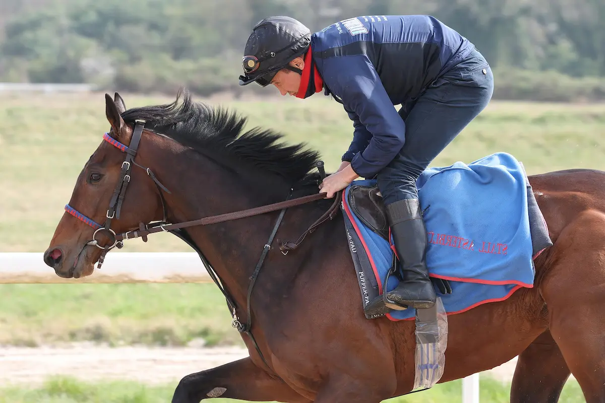 Salitos in der Morgenarbeit bei Trainer Peter Schiergen