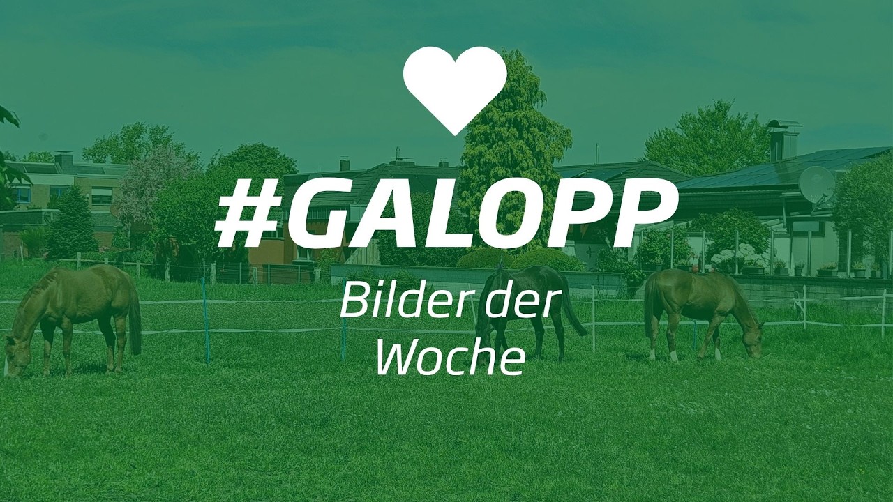Die Bilder der Woche #galopp KW31