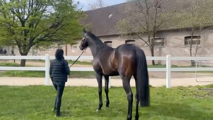 Am Sonntag steht mit der Kalkmann-Frühjahrsmeile das erste Gruppe-Rennen der Saison an...