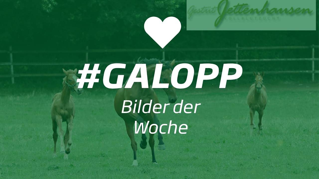 Die Bilder der Woche #galopp KW35