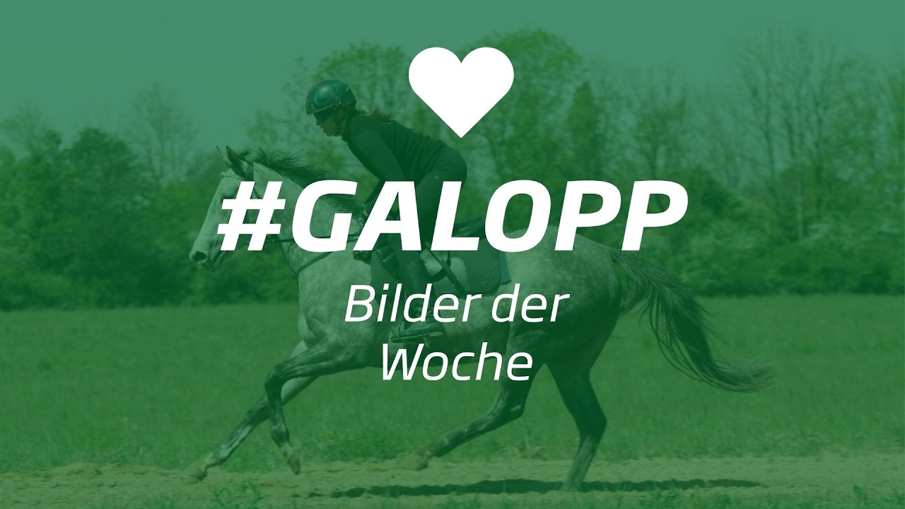 Die Bilder der Woche #galopp KW27