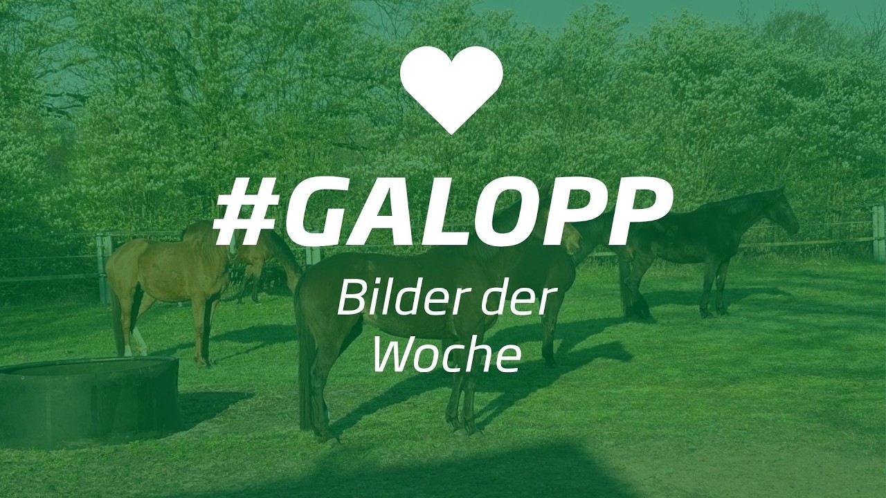 Die Bilder der Woche #galopp KW18