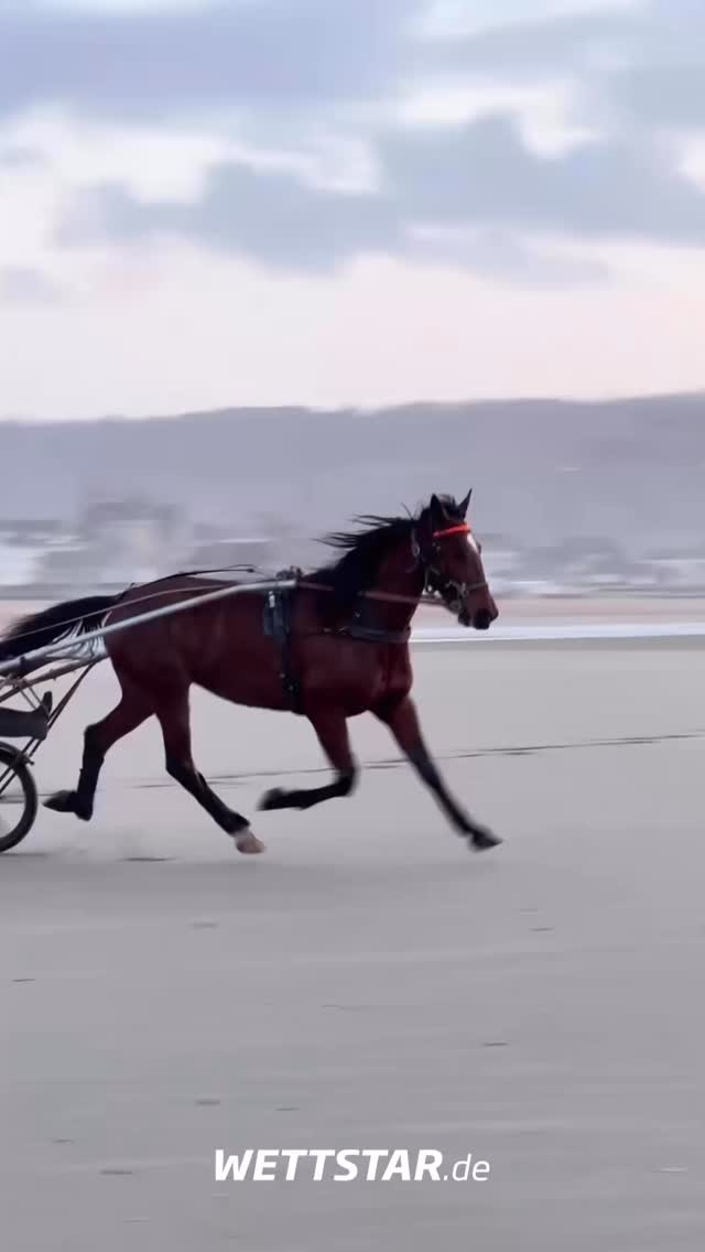 Ausgleich muss sein! So sehen das auch die aktiven Trabrennpferde. Ob Aquatraining...