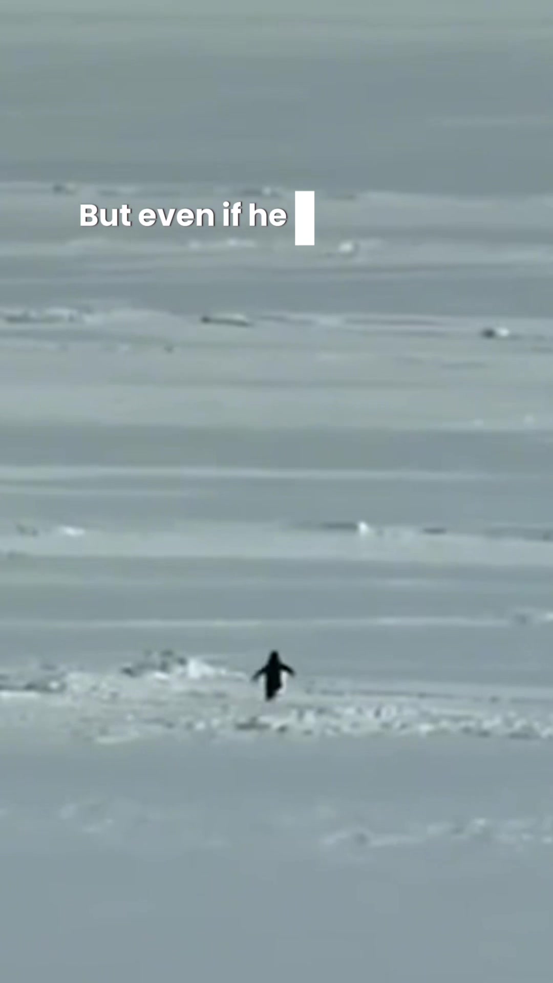 But why? Well, maybe we know the answer 😇 #penguin #viral #pferderennen #horses #trend