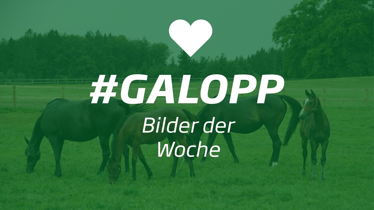 Die Bilder der Woche #galopp KW40