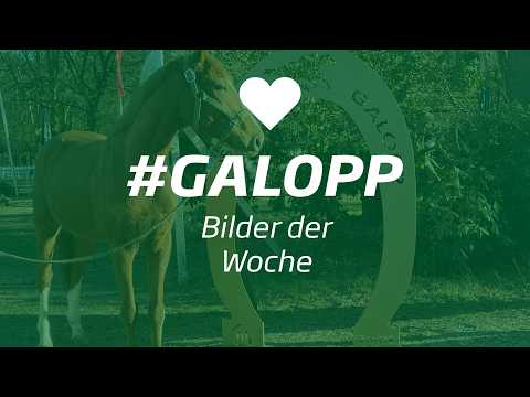Die Bilder der Woche #galopp KW14