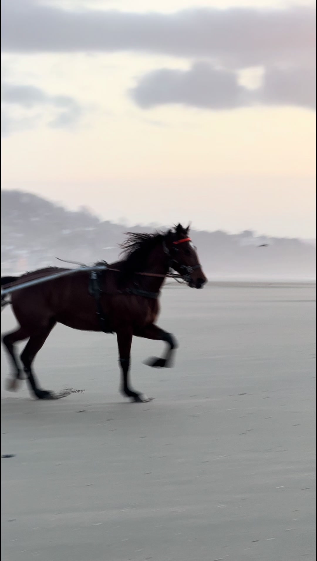 Das Leben eines Trabrennpferdes 🤩 #spass #pferdesport #pferdeliebe #pferderennen #viral