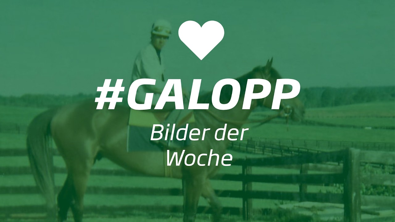 Die Bilder der Woche #galopp KW33