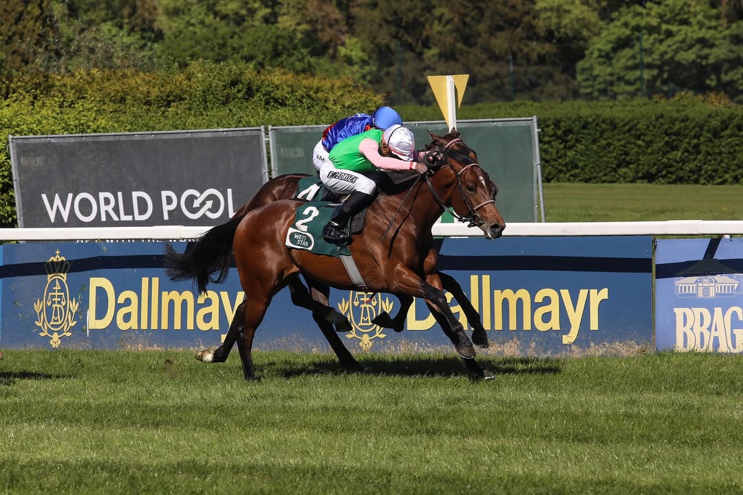 Hochspannung vor dem US-Auftritt für einen deutschen Top-Galopper am Samstag: Darius Racings...