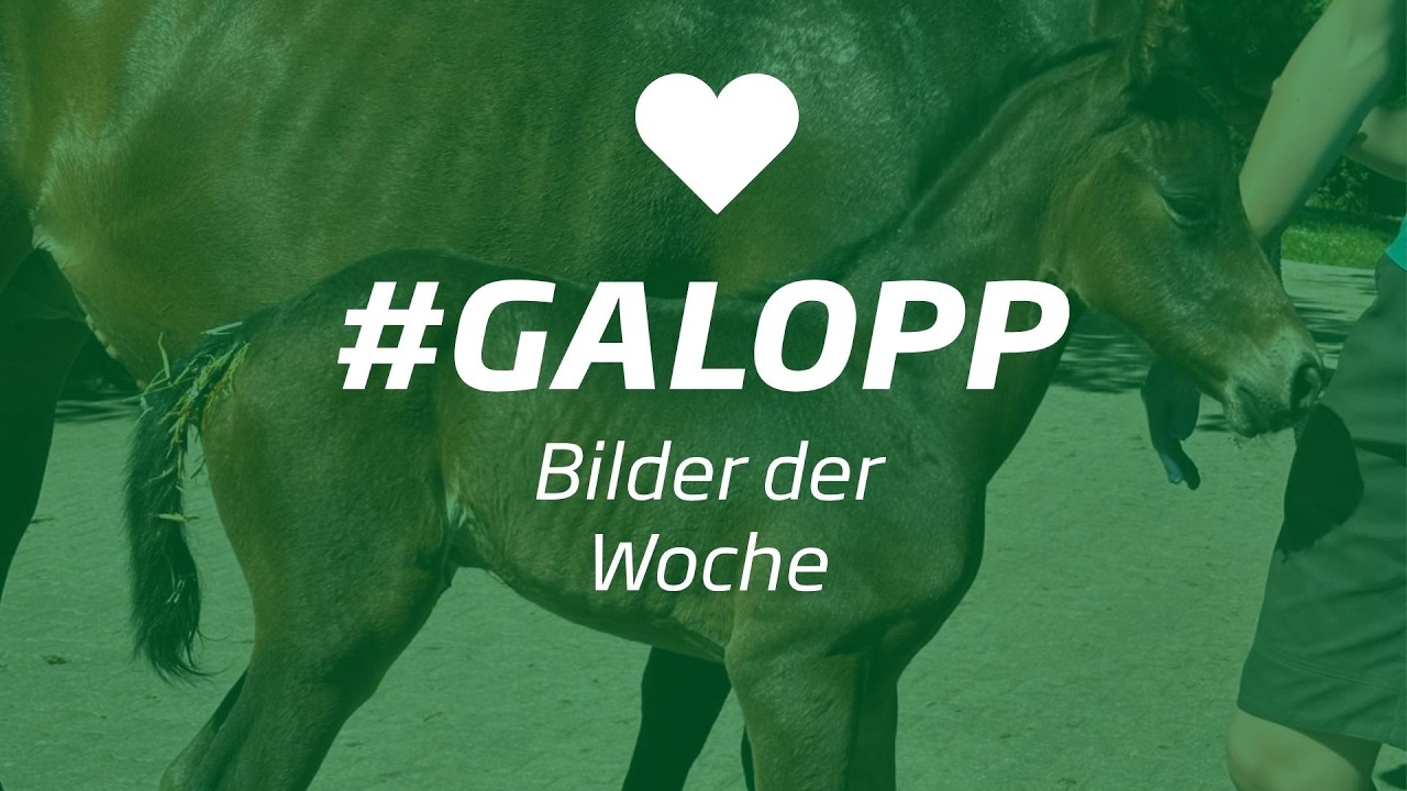 Die Bilder der Woche #galopp KW24